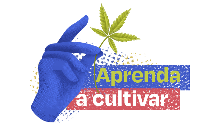 Aprenda cultivo