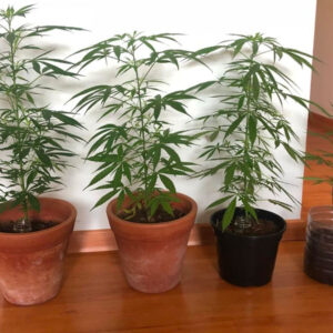 Read more about the article É possível cultivar Cannabis sem comprar um monte de equipamentos?￼